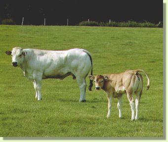 Vacca Piemontese con vitello